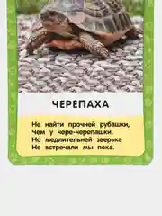 Картонные карточки "Домашние животные"
