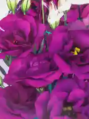 Эустома Эхо голубая (семена,цветы)