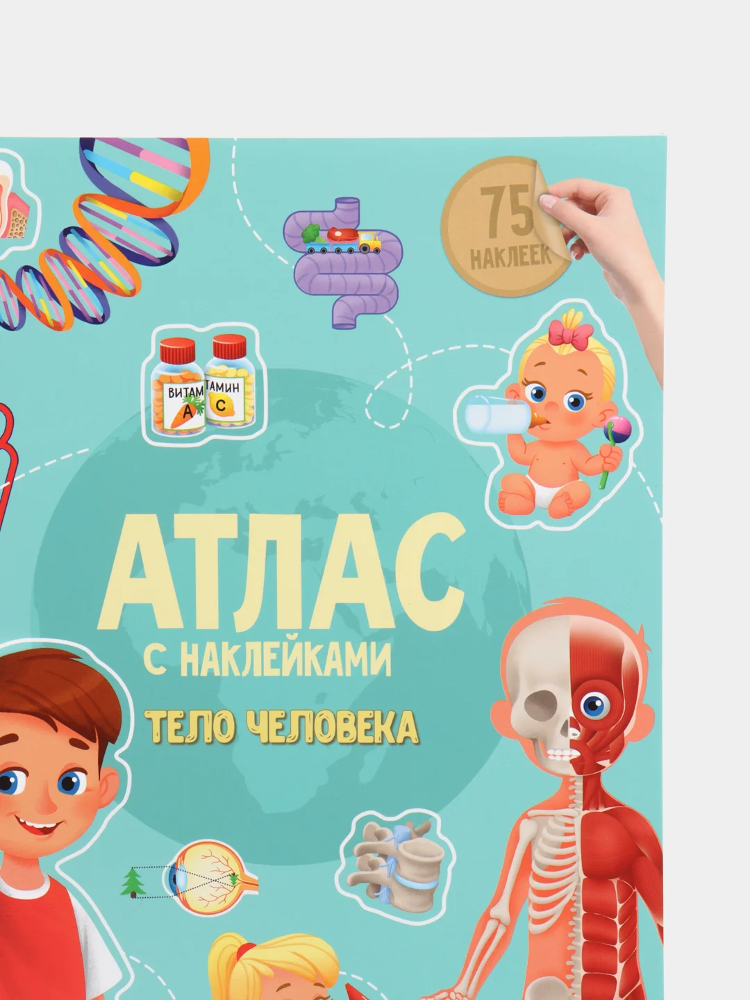 Лазурный атлас с наклейками Тело человека Анатомия, организм человека, внутренние органы, с 6 лет