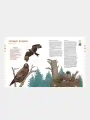 Птицы в деревне. Где найти и как узнать, Анна Евсеева, художник Маша Шебеко