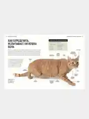 Первая помощь кошкам, Дженнифер Паркер