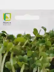 Микрозелень Брюква Микс, 5 г, Поиск