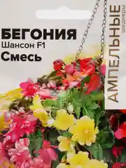 Бегония ампельная клубневая Шансон смесь, 5 шт, Семена Алтая