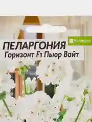 Пеларгония Горизонт Пьюр Вайт зональная, 4 шт, Семена Алтая