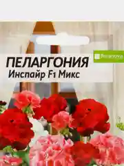 Пеларгония "Инспайр Микс" зональная 4 шт, Семена Алтая