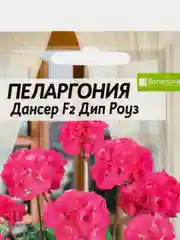 Пеларгония Дансер Дип Роуз зональная, 4 шт, Семена Алтая