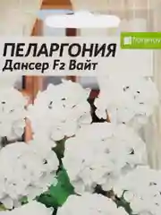 Пеларгония "Дансер Вайт" зональная, 4 шт, Семена Алтая