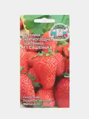 Клубника Сашенька F1, 15 шт, СеДеК