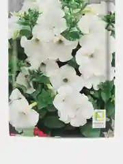 Петуния "Белый шар" 0,1 г, Поиск