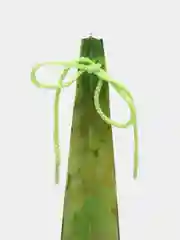 Салатовый пакет подарочный, ламинированный, под бутылку