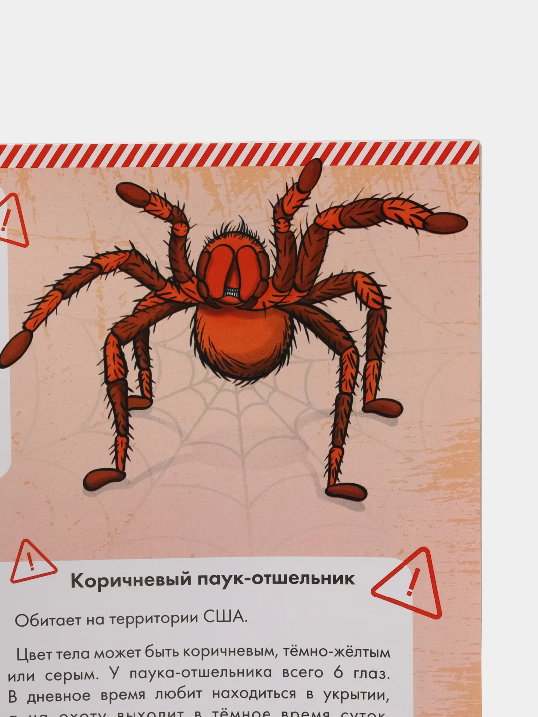 Книга "Паук - удивительное творение Аллаха"
