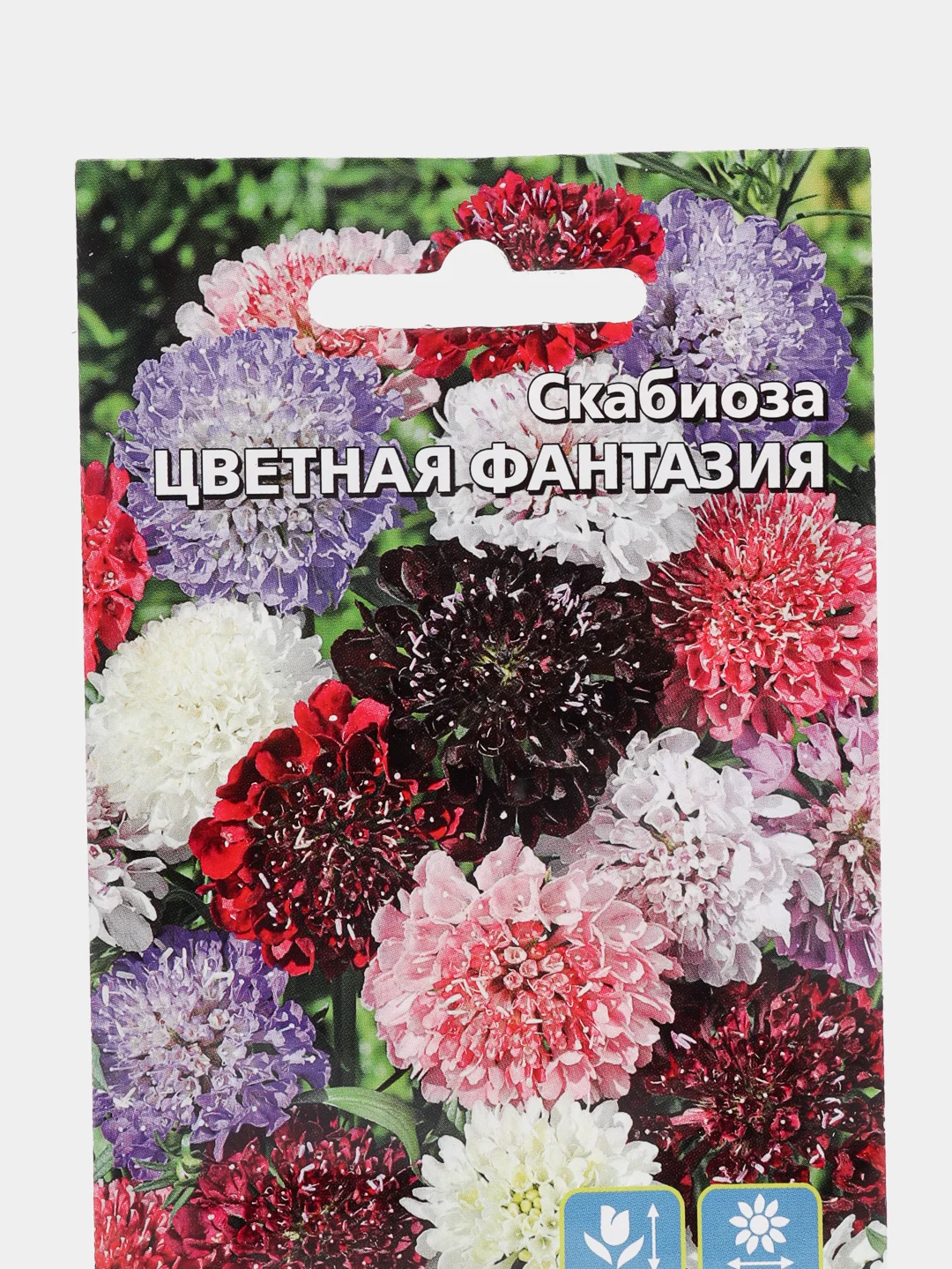 Скабиоза "Цветная Фантазия", семена, цветы