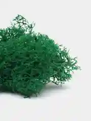 Стабилизированный мох зеленый, ягель, шапочки