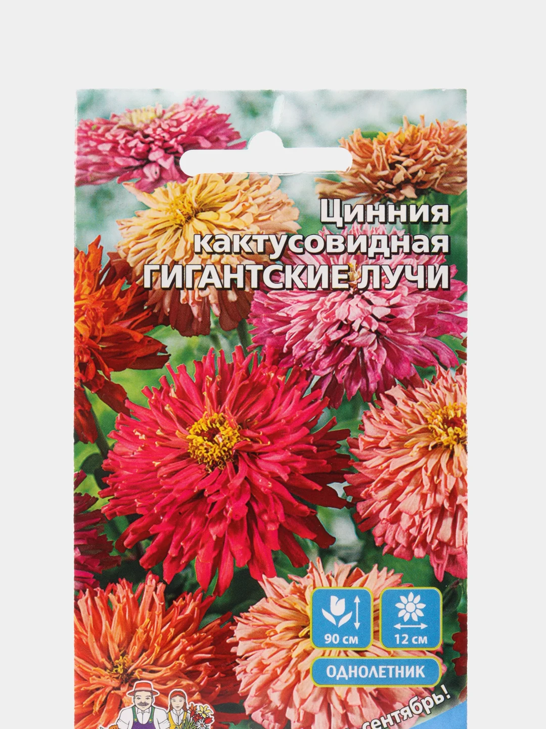 Пудровый семена цветов "Цинния кактусовидная", георгиновидная, разные виды, смесь расцветок