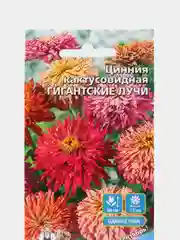 Пудровый семена цветов "Цинния кактусовидная", георгиновидная, разные виды, смесь расцветок