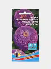 Фиолетовый семена цветов "Цинния кактусовидная", георгиновидная, разные виды, смесь расцветок