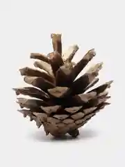 Шишки сосновые золотые, 20 шт