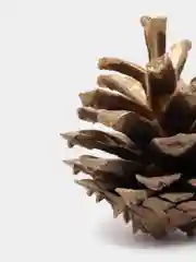 Шишки сосновые золотые, 20 шт