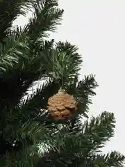 Сосновые шишки 6 / 12 штук