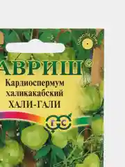 Кардиоспермум халикакабский Хали-Гали, семена, цветы
