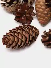 Зеленый шишки для новогоднего декора, сосновые и еловые