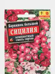 Барвинок Сицилия, семена