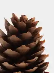 Шишки еловые, набор 10шт