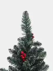Ель пышная с белыми кончиками и ягодами