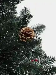 Ель пышная с белыми кончиками и ягодами