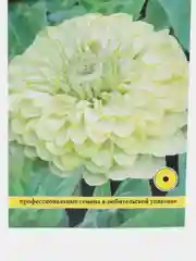 Цинния изящная "Энви", семена, цветы