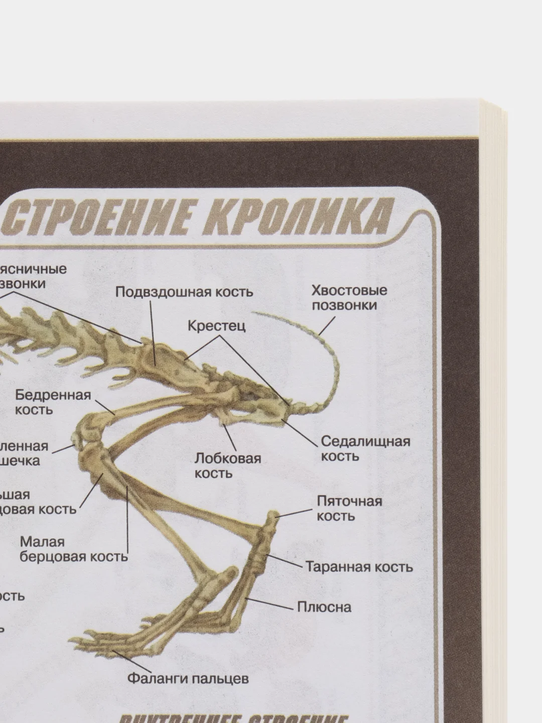 Биология рабочая тетрадь, 7 класс, В. В. Латюшин