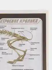 Биология рабочая тетрадь, 7 класс, В. В. Латюшин