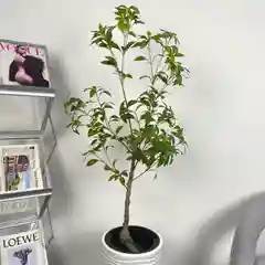 Искусственные цветы для декора, дерево пальма, банан, фикус