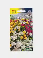 Хризантема Шаровидная Махровая (семена,цветы)