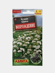 Семена цветы "Бузина черная Возрождение"