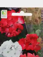 Пеларгония зональная "Люстра", микс, 5 шт, Поиск