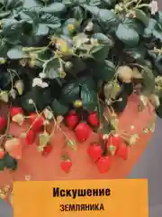 Семена Земляника "Искушение" 10 шт, (Поиск)
