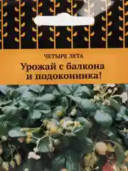 Семена Земляника "Искушение" 10 шт, (Поиск)