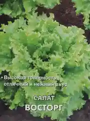 Салат листовой "Восторг" 1 г (Поиск)