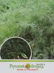 Укроп Кустовое чудо, 2 г, НК