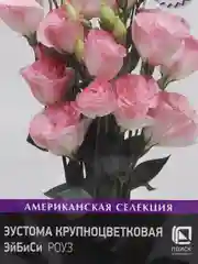 Эустома ЭйБиСи Роуз, крупноцветковая, 10 штук, Поиск