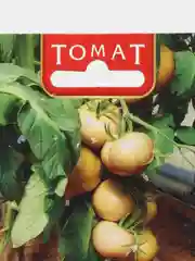 Томат "Лонг Кипер" 20 шт, Биотехника, семена