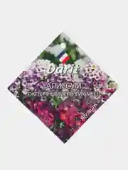 Семена цветов Алиссум "Ежевичные меренги", О, DARIT 0,2 г