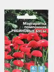 Цветы Маргаритка помпонная Рябиновые бусы (УД), семена
