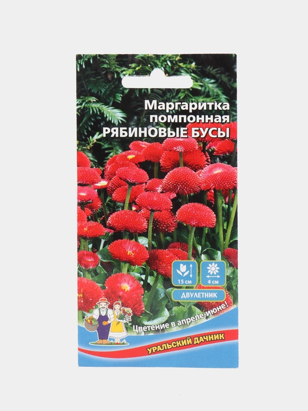 Цветы Маргаритка помпонная Рябиновые бусы (УД), семена