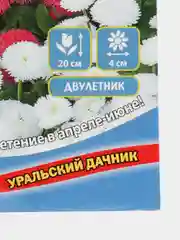 Цветы Маргаритка Ягодный десерт (УД), семена