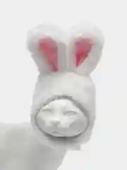 Белый шапочка с ушками для кошек и собак