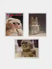 Наклейки стикеры "Мемы с котиками" 16 штук, размер 4,5*6,5 см для телефона, ежедневника