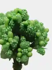 Лайм тычинки для рукоделия ,ягоды в пучке