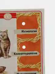 Оранжевый набор карточек для электровикторины